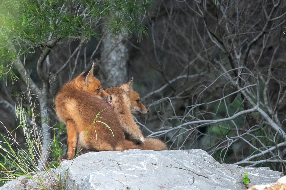 Renard roux
