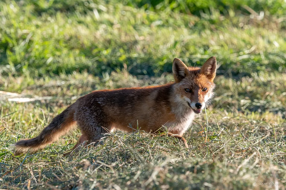Renard roux