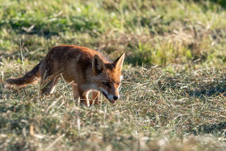 Renard roux
