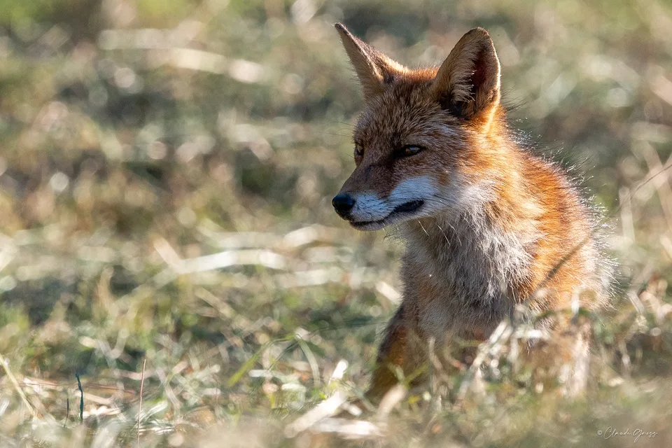 Renard roux