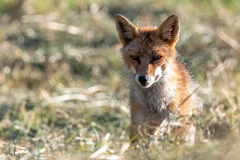 Renard roux