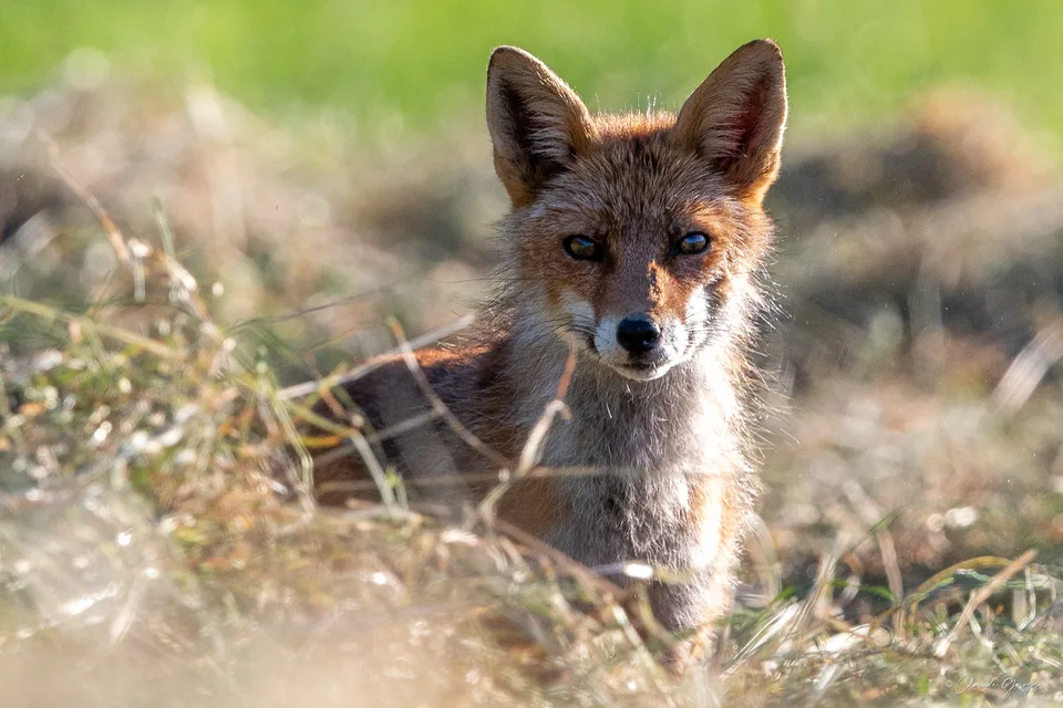Renard roux