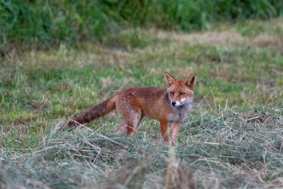 Renard roux