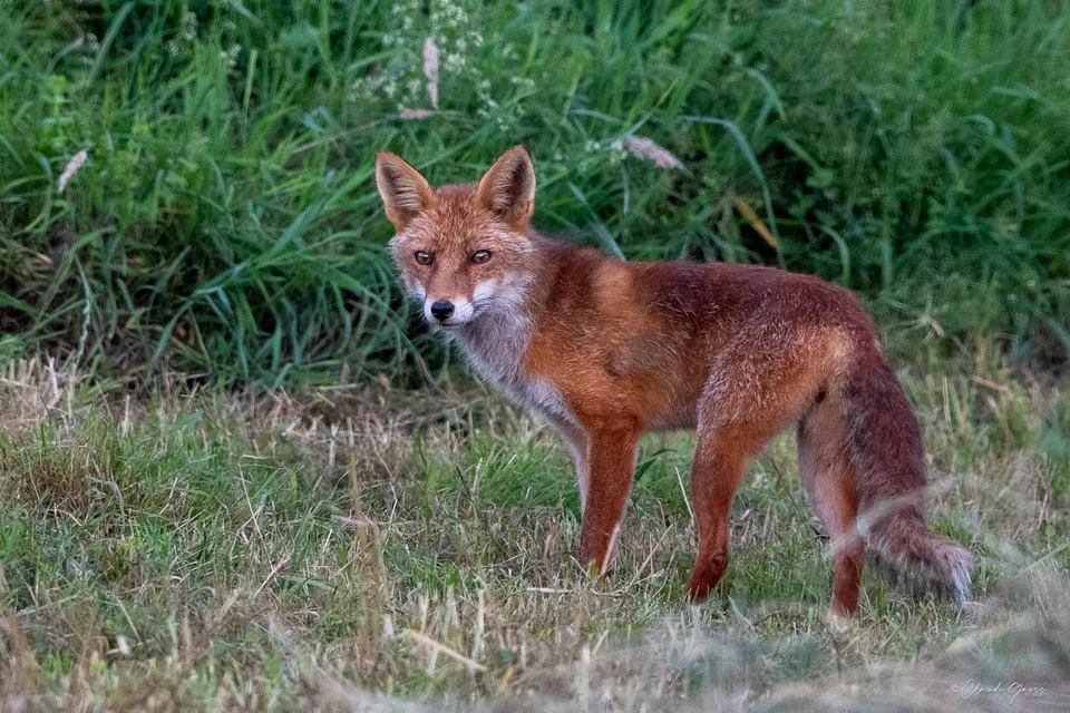 Renard roux