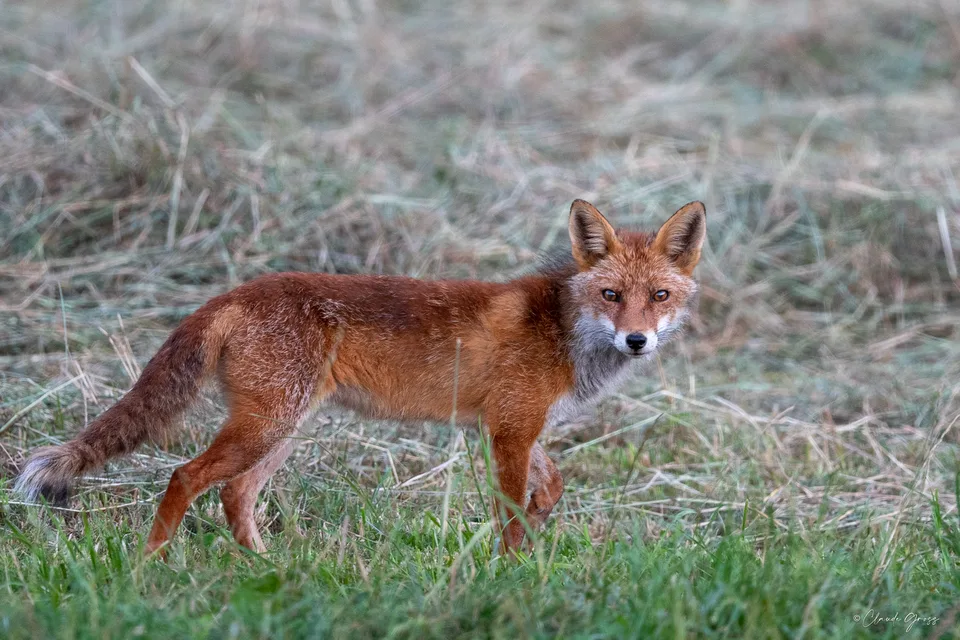 Renard roux