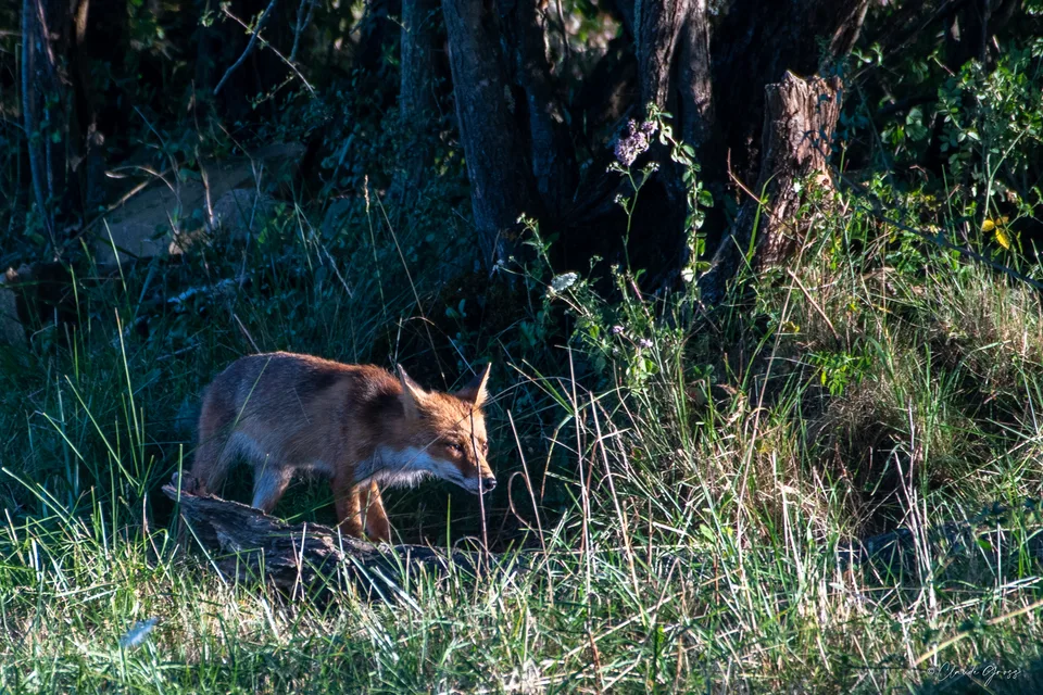 Renard roux