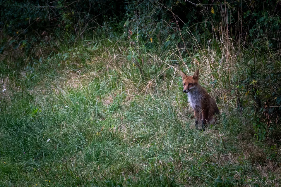 Renard roux