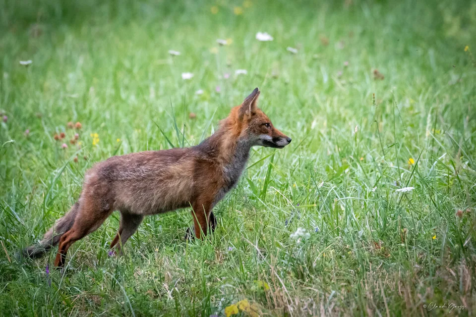 Renard roux