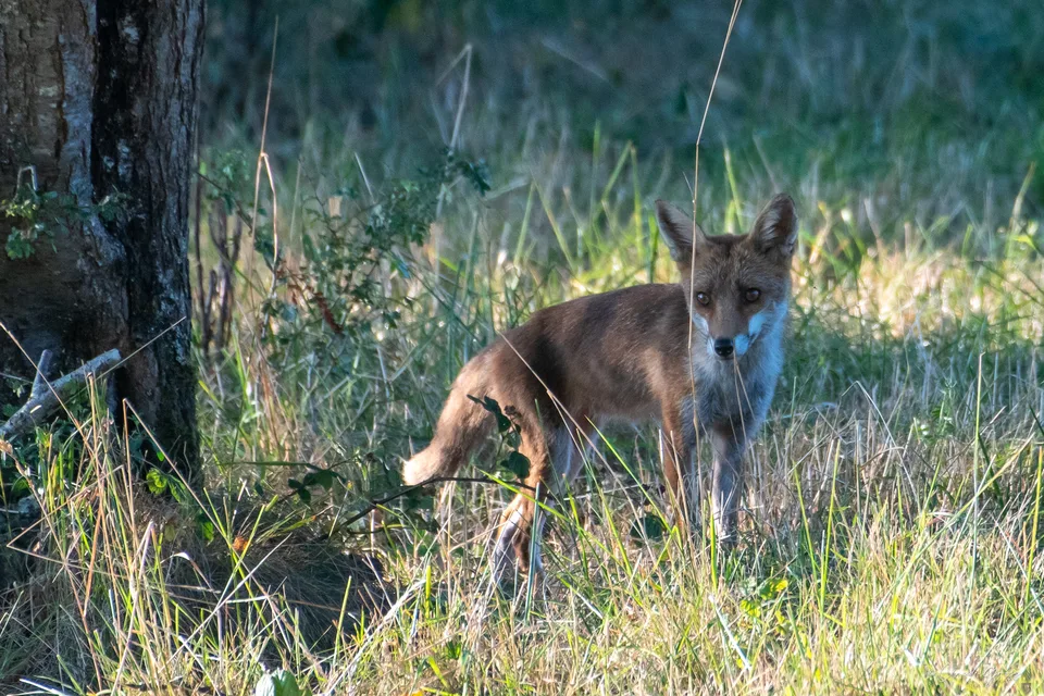 Renard roux