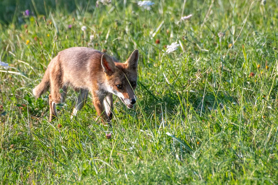 Renard roux