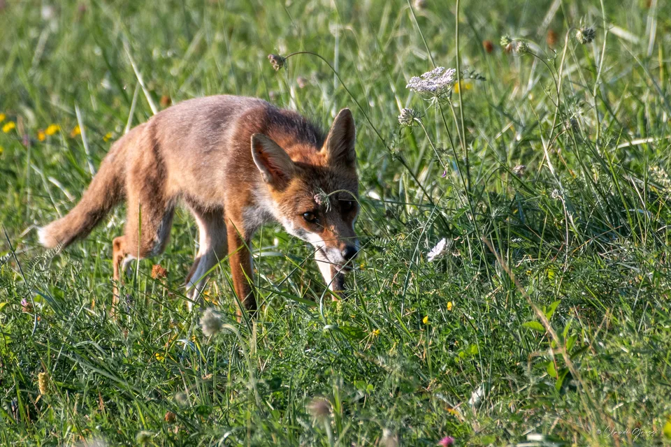 Renard roux