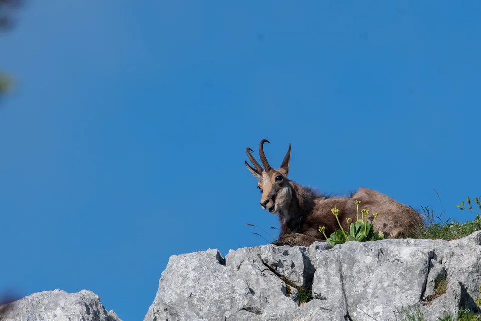 Chamois