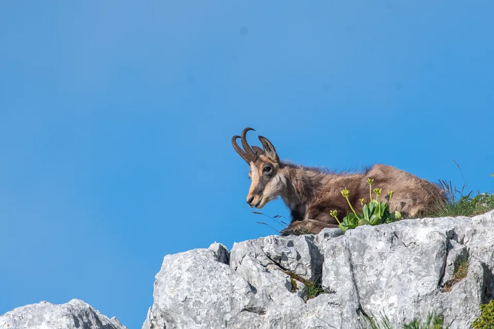 Chamois