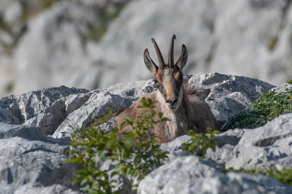 Chamois