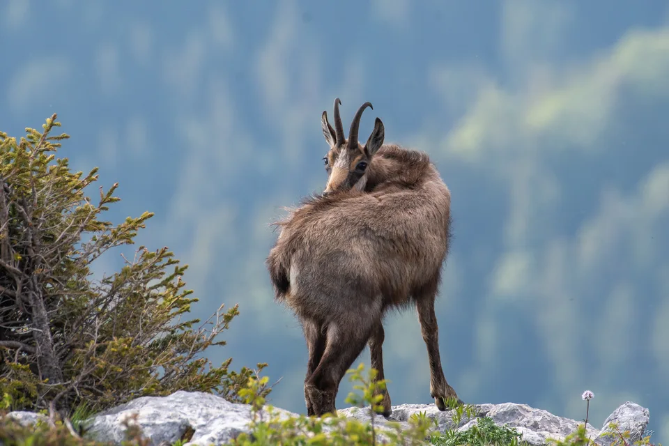 Chamois