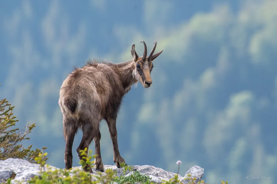 Chamois