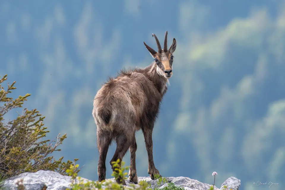 Chamois