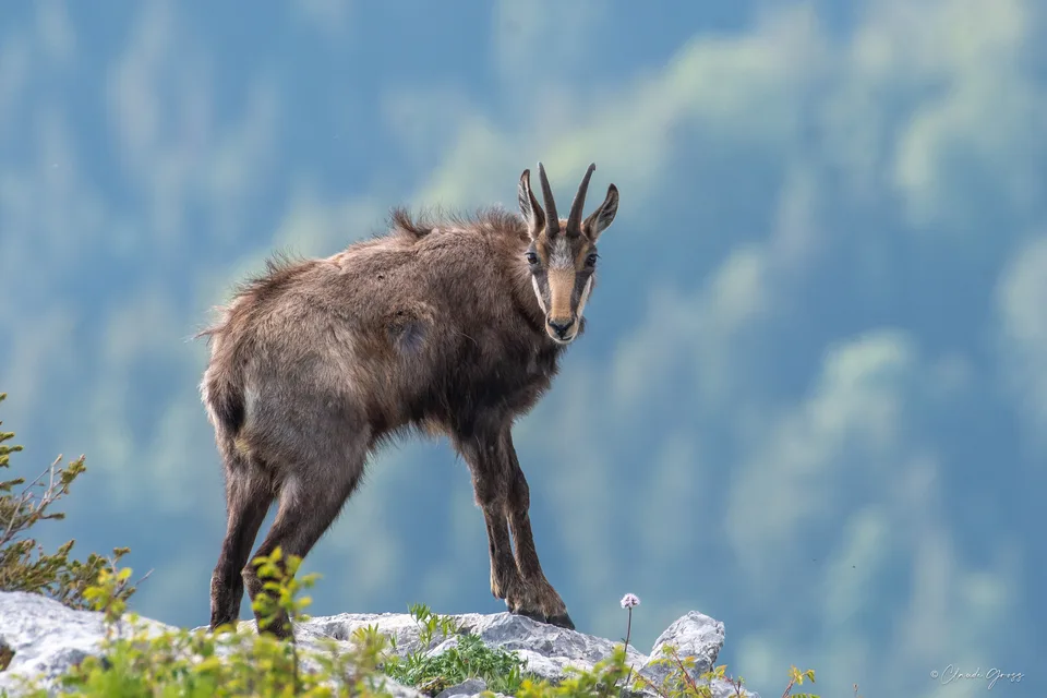 Chamois