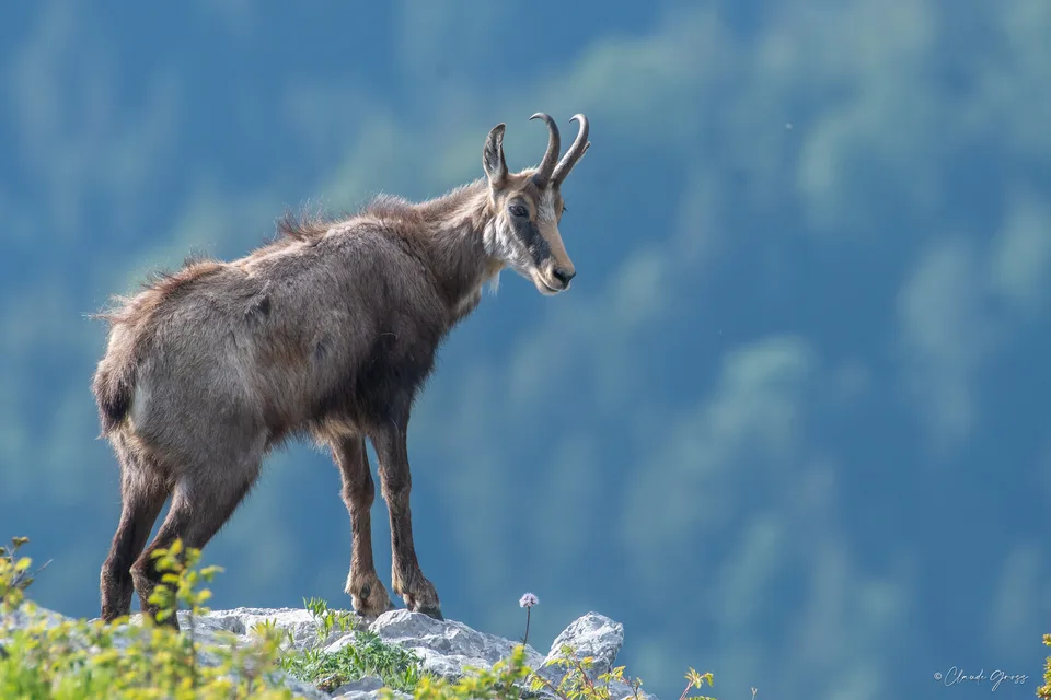Chamois