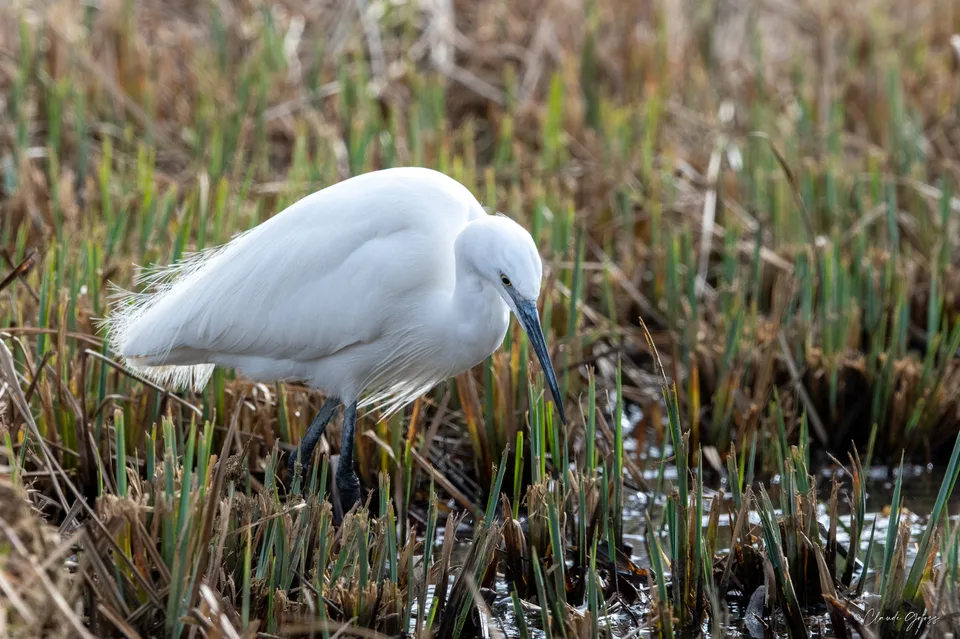Aigrette garzette