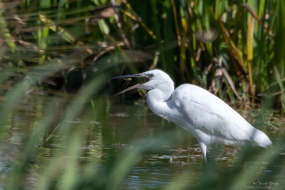 Aigrette garzette
