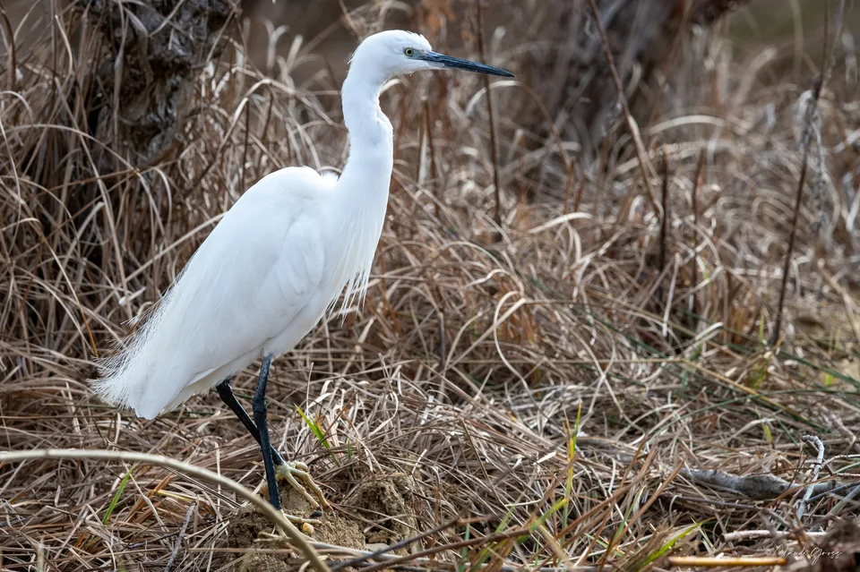 Aigrette garzette
