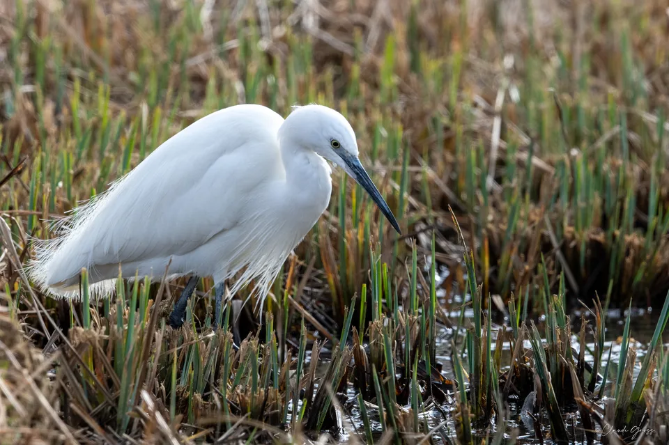 Aigrette garzette