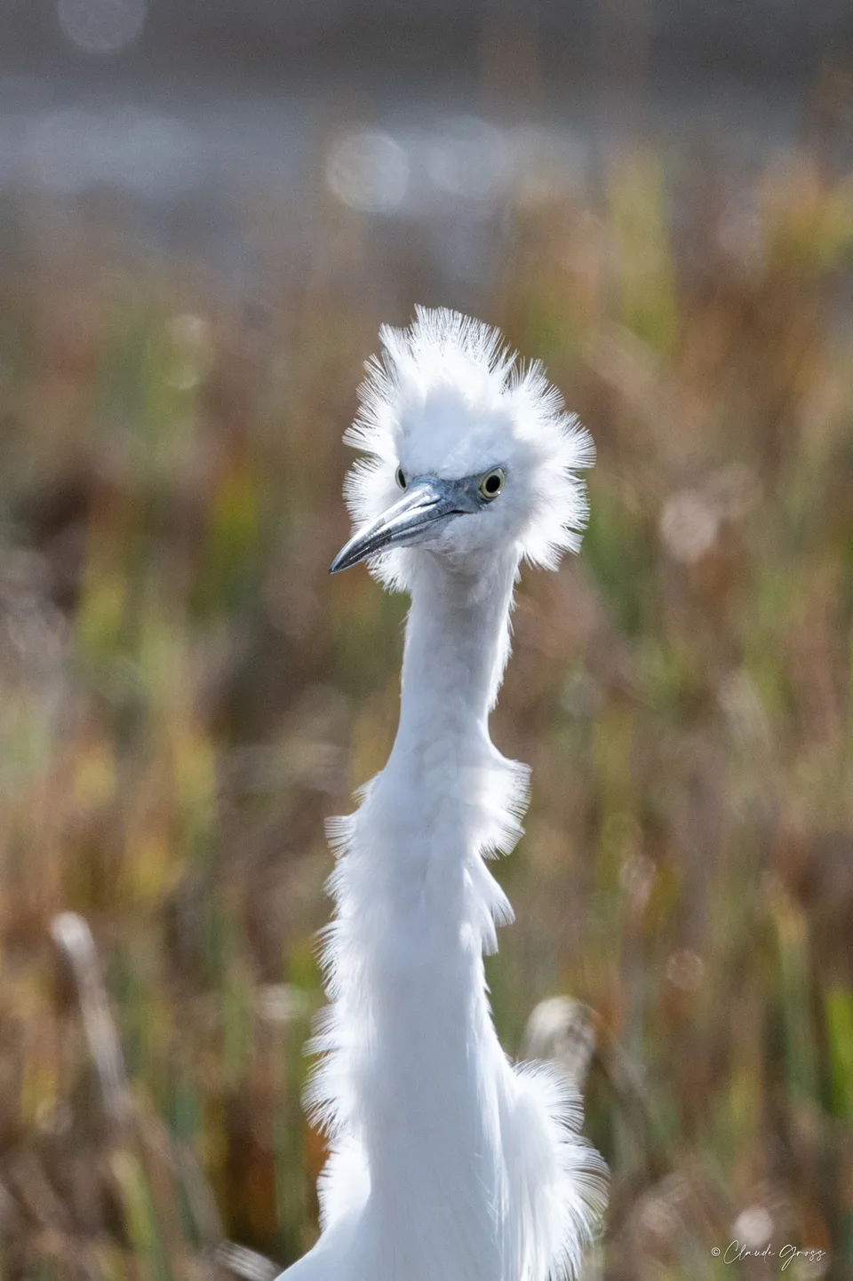 Aigrette garzette
