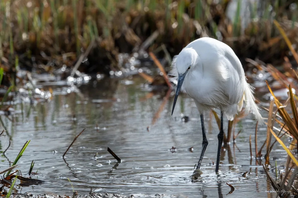 Aigrette garzette