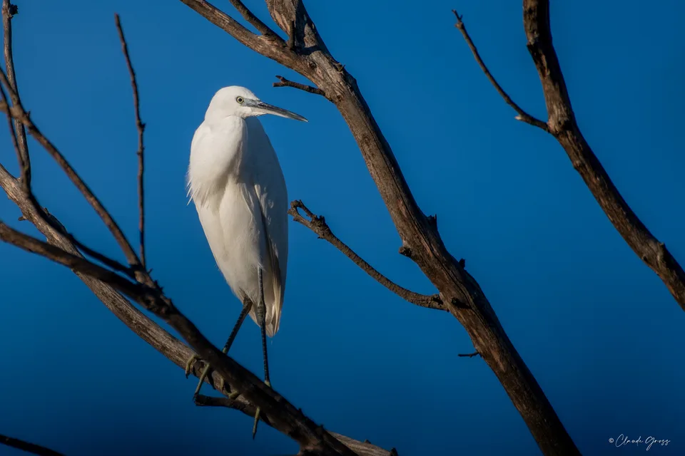 Aigrette garzette
