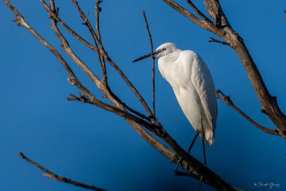 Aigrette garzette