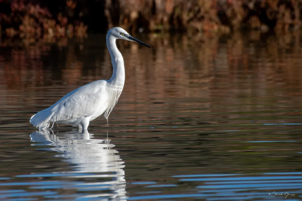 Aigrette garzette
