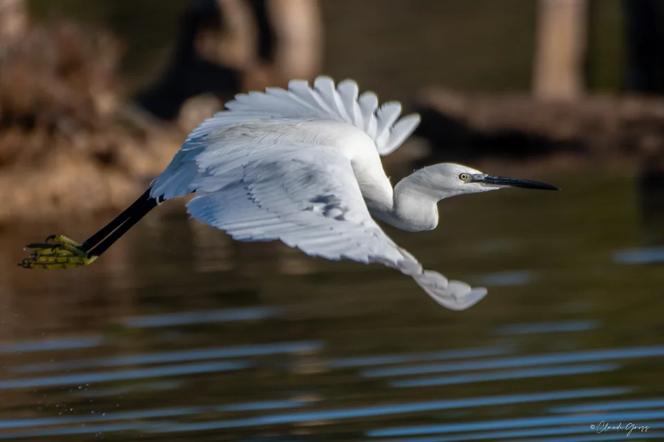 Aigrette garzette