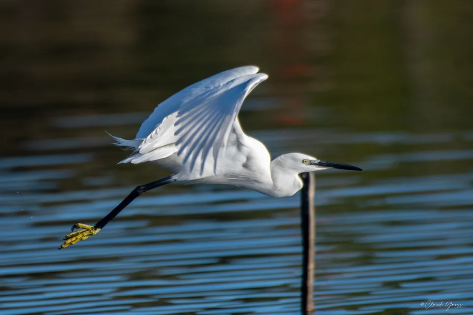 Aigrette garzette