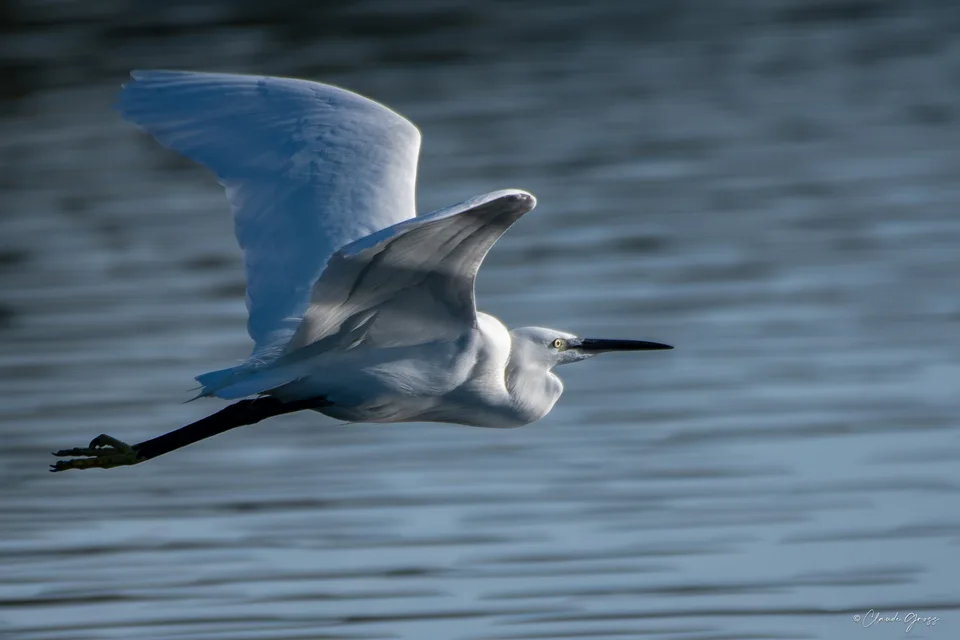 Aigrette garzette