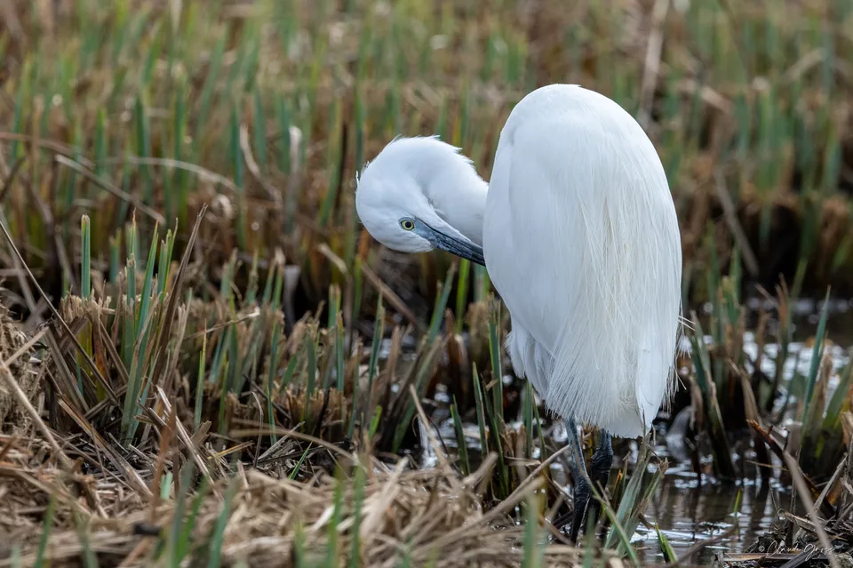 Aigrette garzette