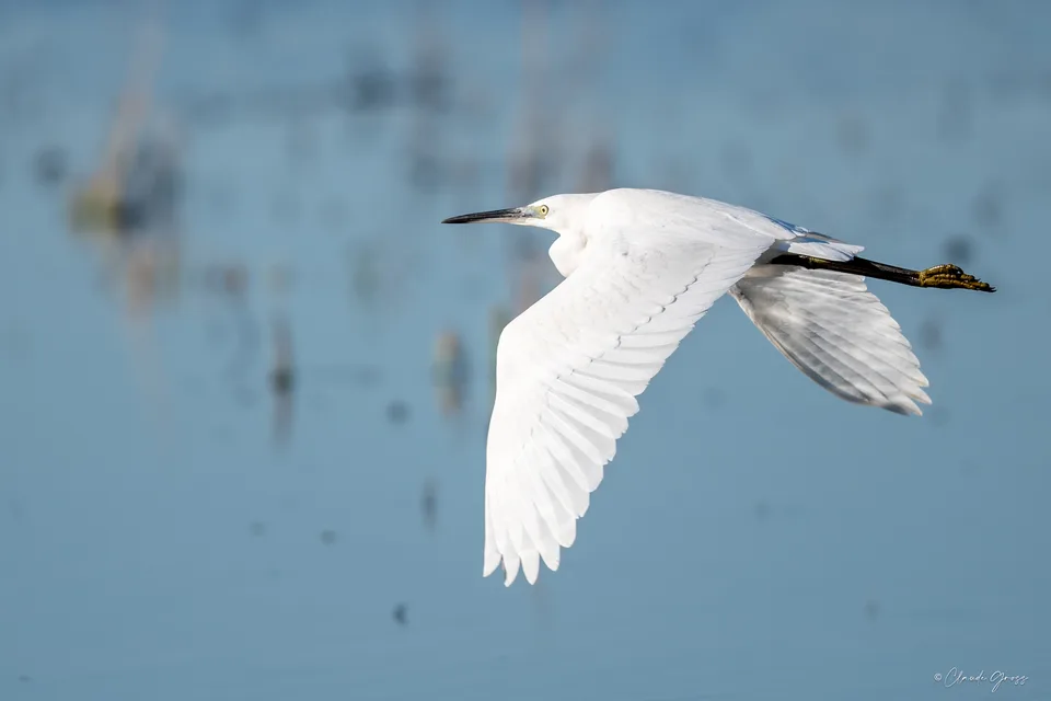 Aigrette garzette