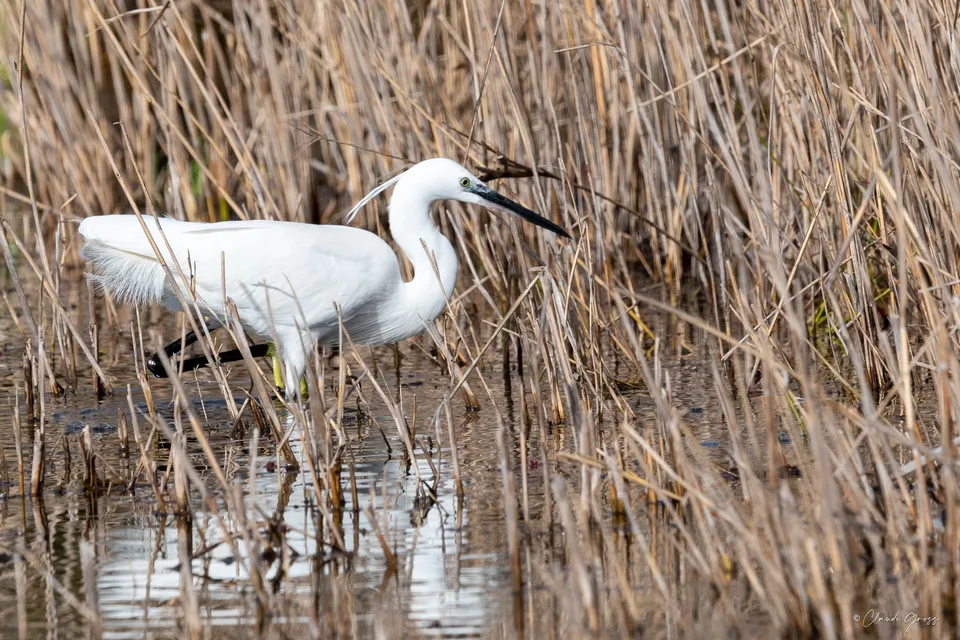 Aigrette garzette