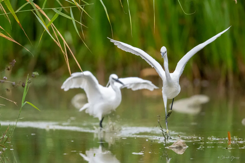 Aigrette garzette