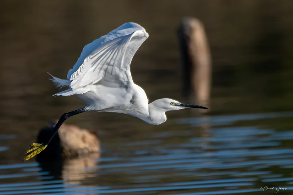Aigrette garzette