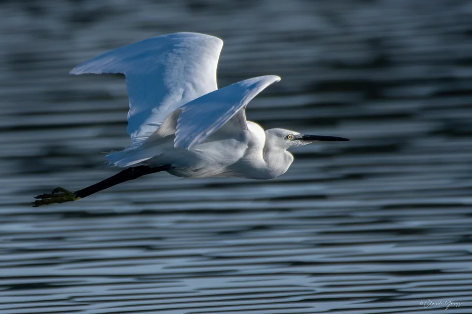 Aigrette garzette