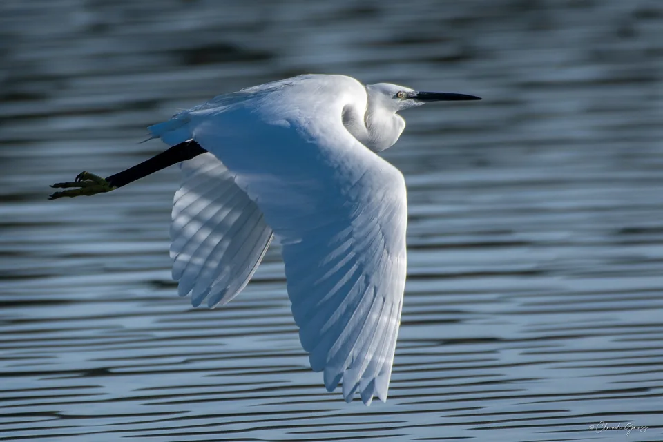 Aigrette garzette