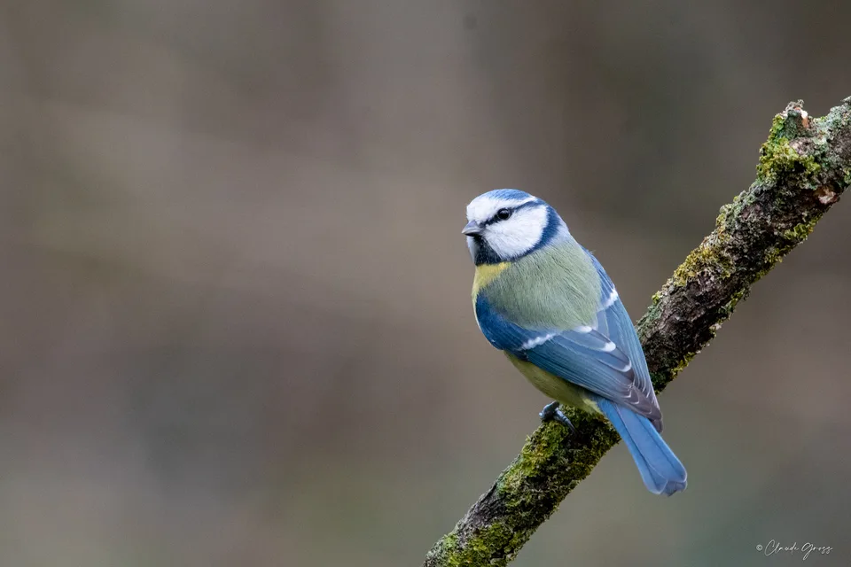 Mésange bleue