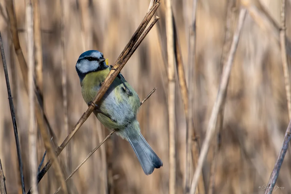Mésange bleue