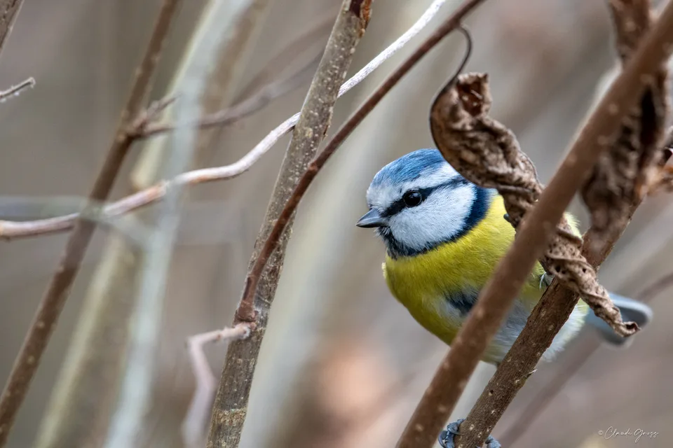 Mésange bleue