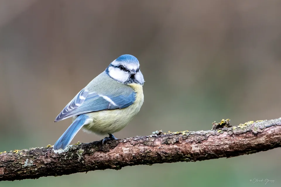 Mésange bleue