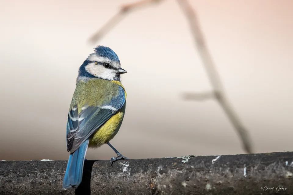 Mésange bleue