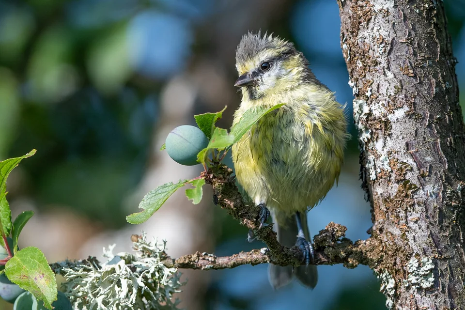 Mésange bleue