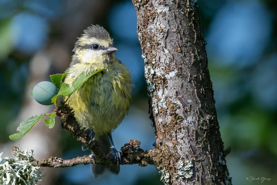 Mésange bleue