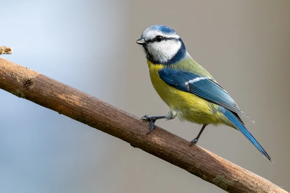 Mésange bleue